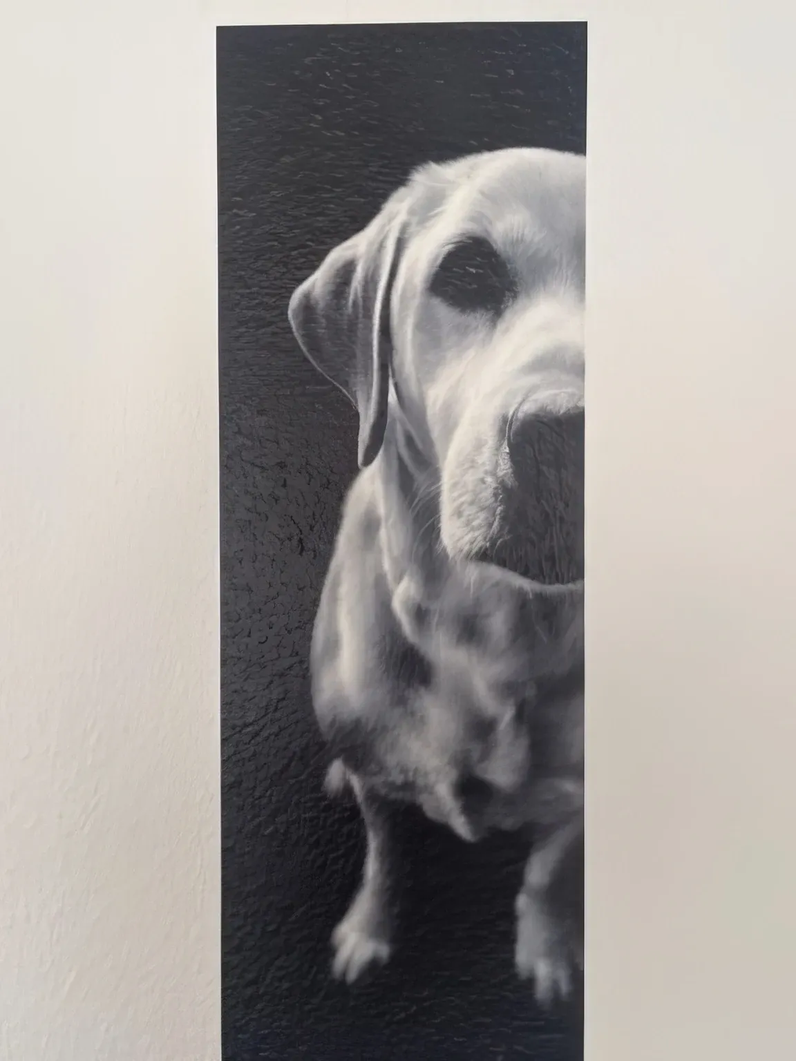 Schwarz-weißes Labrador-Porträt, direkt auf die Wand gedruckt