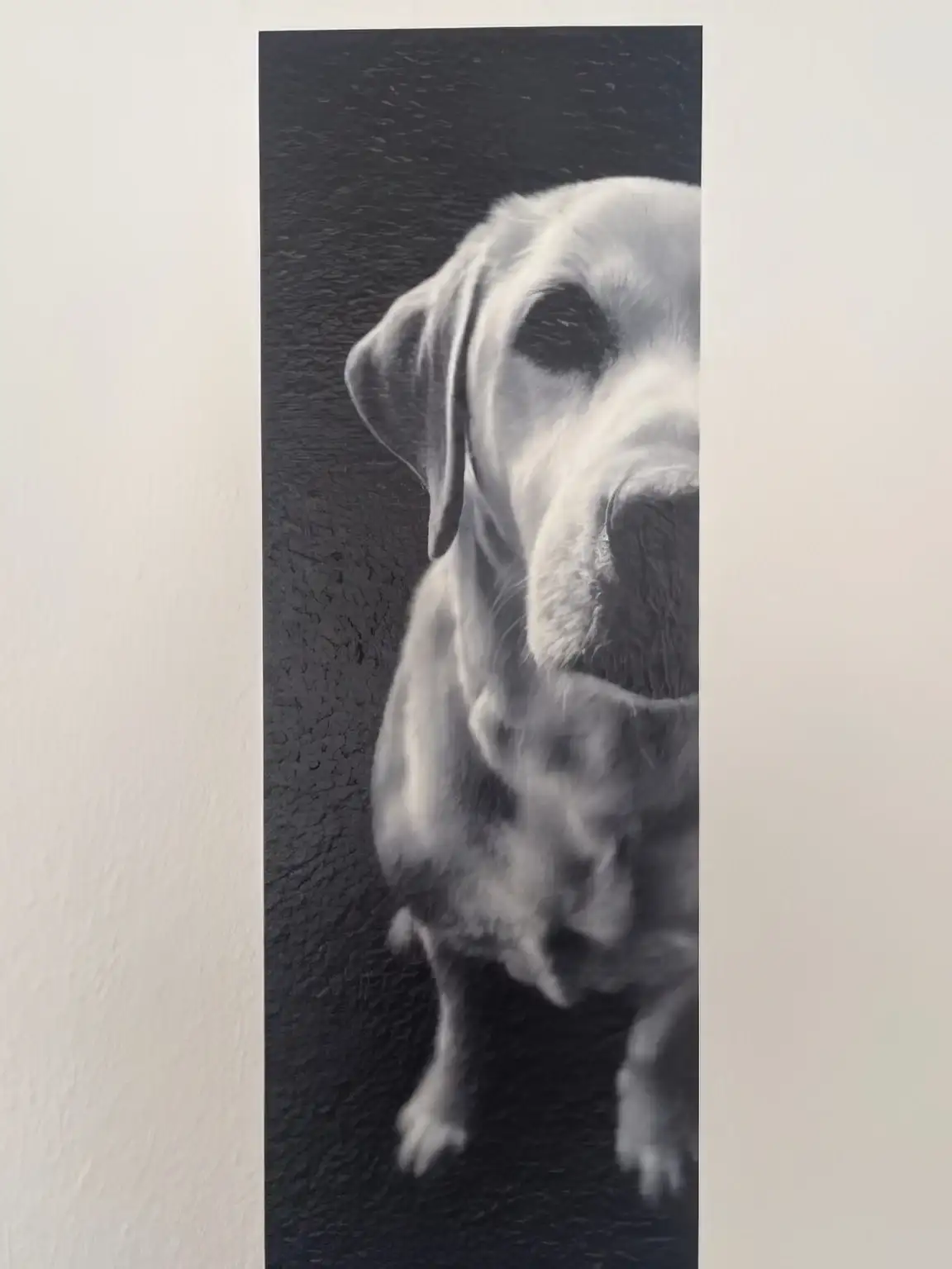 Schwarz-weißes Labrador-Porträt, direkt auf die Wand gedruckt