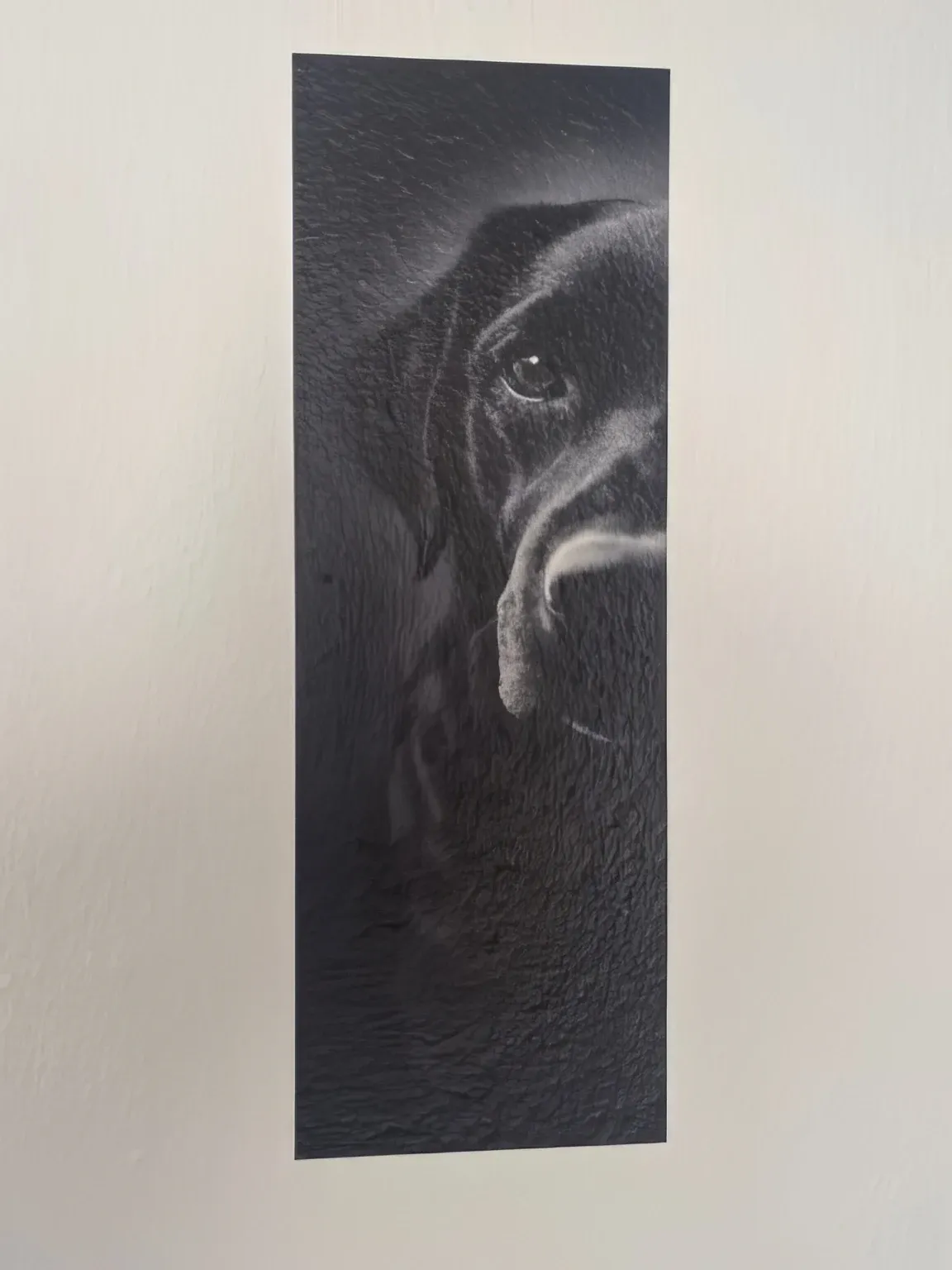 Schwarz-weißer Labrador als Wandmotiv